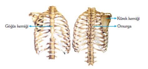 Kürek kemiği ağrısı birçok kişinin muzdarip olduğu ve tanı koymanın zor olduğu bir ağrıdır. İskeletin Kısımları | Bilgicik.Com