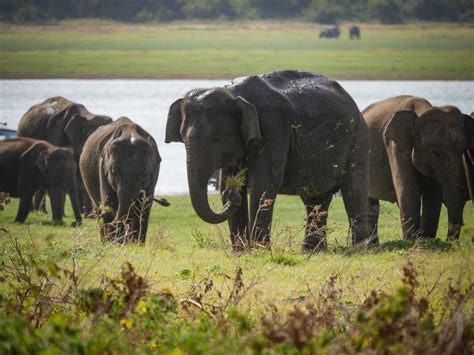 Up Close With The Elephants At Kaudulla National Park Sri Lanka
