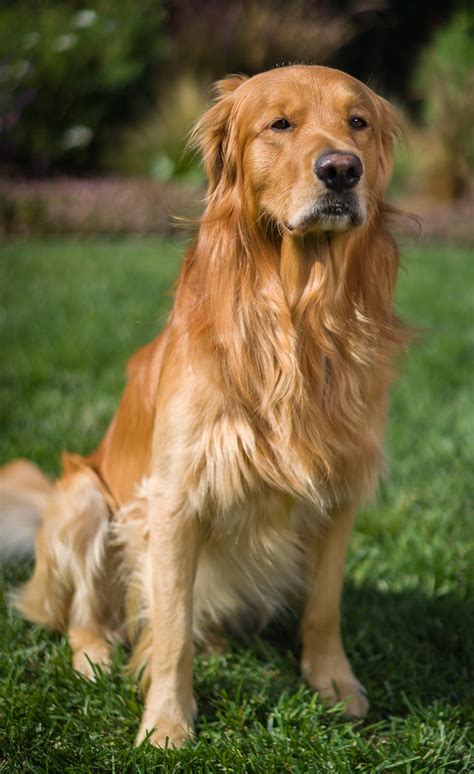 Golden Retriever Eine Liebevolle Und Vielseitige Hunderasse
