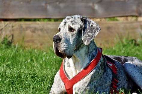 100 of Canada's Best Big Dog Names for Large Breed Dogs | The Dog