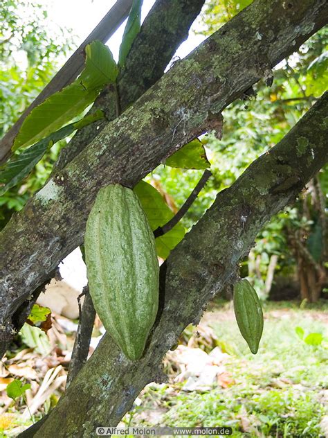 Company list malaysia cocoa plantation. Photo of Cocoa fruits hanging from tree. Cocoa Plantation ...