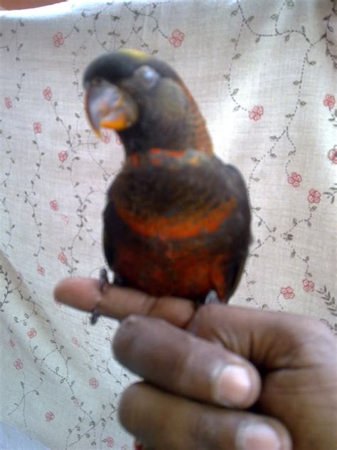 Preethi Farms Breeders Of Exotic Birds And Pets Hand