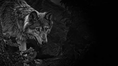 Wolf Predator Bw Beast Wildlife 4k Hd Wallpaper