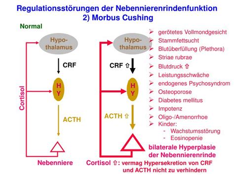 Es regelt unter anderem den. PPT - Die unbekannte Funktion der Nebenniere sichert ...