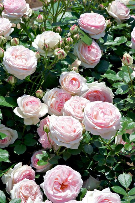 Pierre De Ronsard Rose Hello Hello Plants And Garden Supplies
