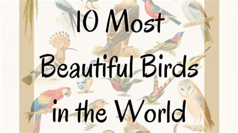 The Worlds 11 Most Beautiful Birds Owlcation