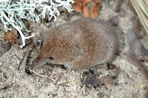 Arctic Shrew Facts, Classification, Habitat, Diet, Pictures