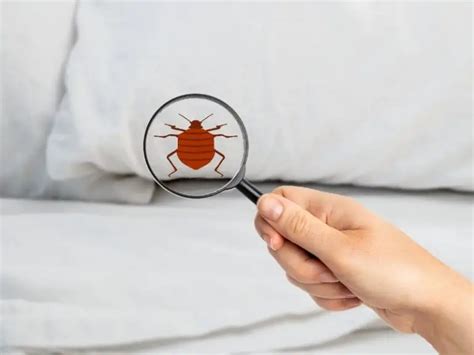 Can Bed Bugs Live In Pillows Or Pillow Protectors