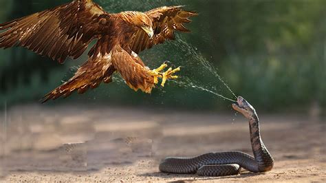 Eagle Vs Snake Real Fight Eagle Vs Snake Fight To Death Eagle Vs Snake