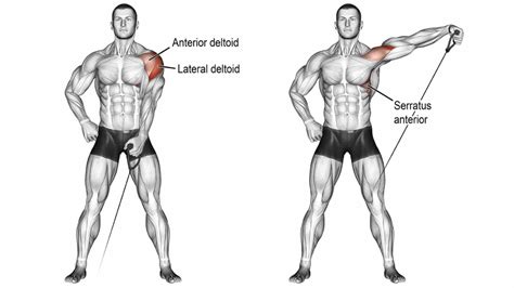 One Arm Cable Lateral Raise Muscle Worked And Alternate