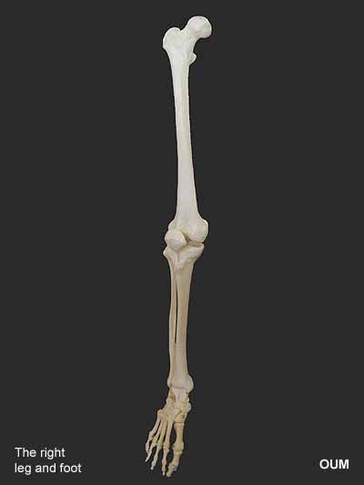 The functions of the skeleton. Human leg and foot bones | Human Anatomy | Pinterest ...