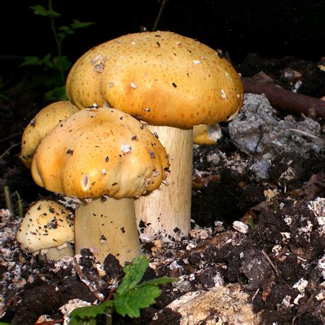 King Stropharia Stropharia Rugosoannulata Red Pure Culture For