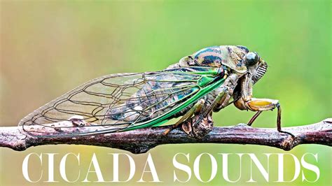 Download all 406 cicada royalty free sound effects unlimited times with a single envato elements subscription. FREE CICADA SOUNDS Sound Effect of Cicadas in Summer at ...