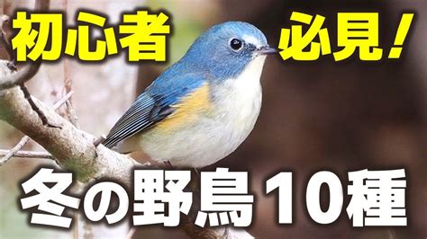 【初心者必見】冬の鳥10種を徹底解説！（探し方・鳴き声） Youtube