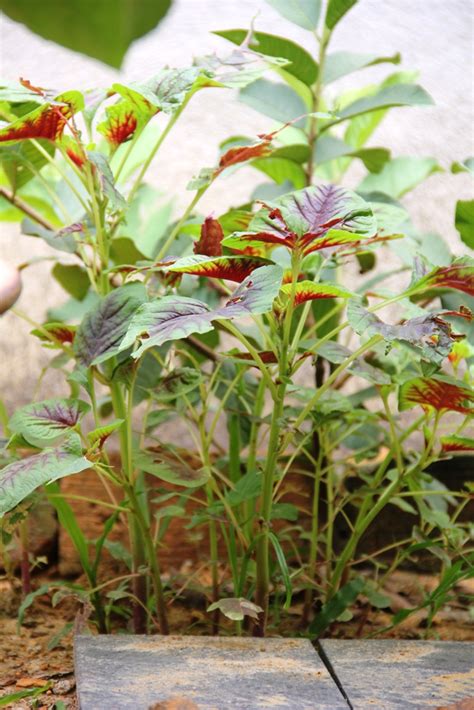 I always have some in my garden every year though i have not intentionally planted it for more than seven years. On The Green Side Of Life: Self-volunteer Red Leaf ...