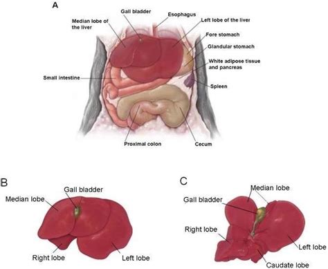 1 Anatomy Of The Mouse Liver A Position Of The Liver In The Cranial