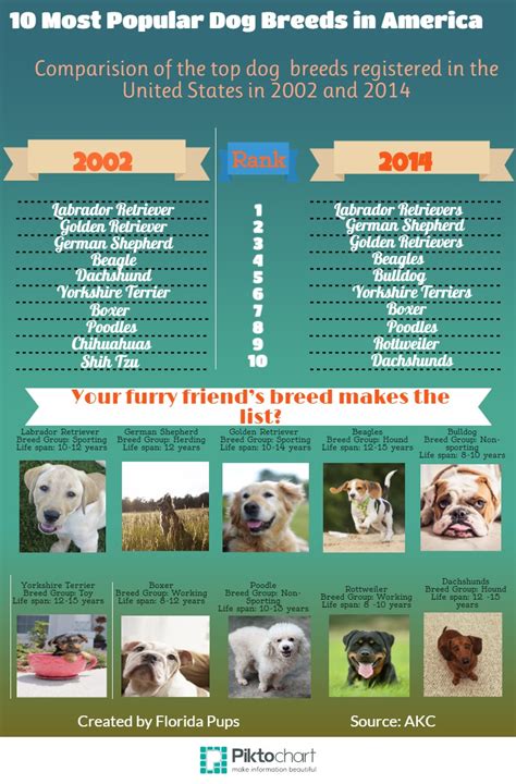 Dog Breeds 10 Most Popular Dog Breeds In America Visually