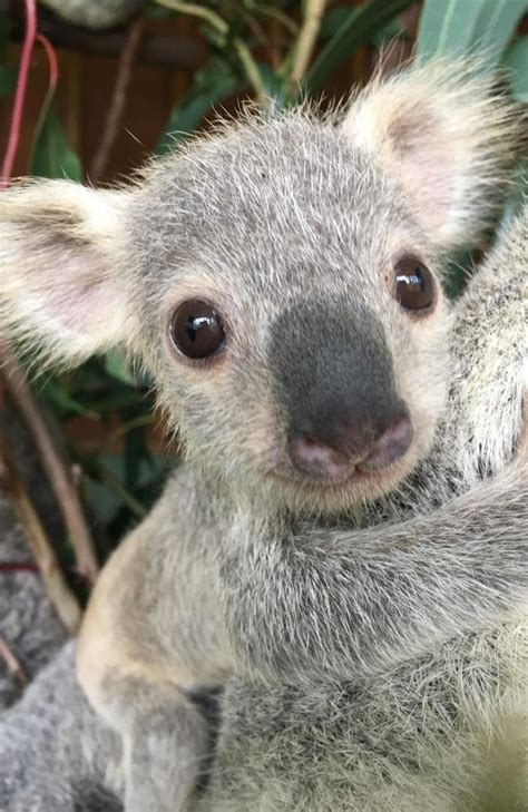 Australias Cutest Koala Named As Tallow From Paradise Country On The