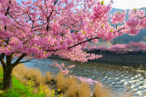 Premium Photo Beautiful Japan Sakura Tree