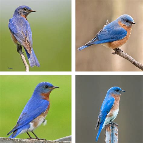 Most Eastern Bluebirds Mate For Life But There Is More To It Avian