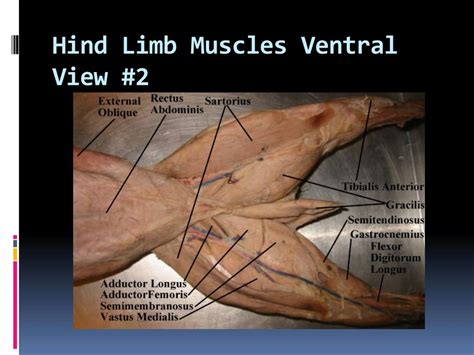 Tibialis Anterior Muscle Cat