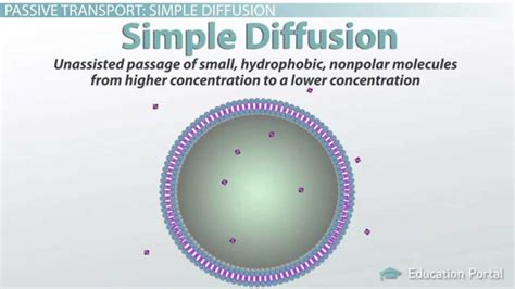 Passive Transport In Cells Simple And Facilitated Diffusion And