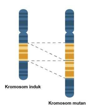 Perhatikan Gambar Kromosom Yang Mengalami Mutasi B