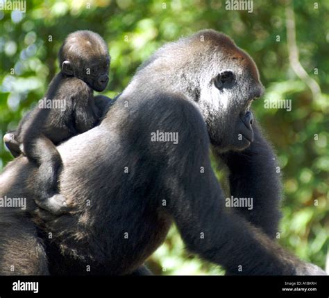 Baby Silverback Gorillas