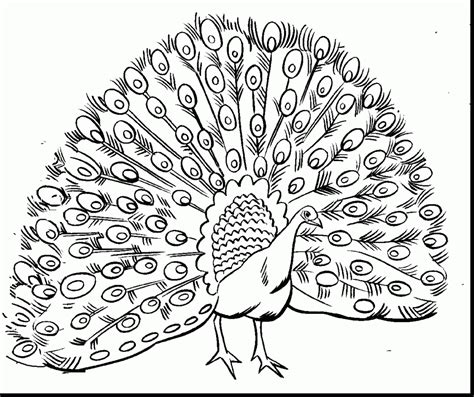 Coloring can be a fun, relaxing activity 9:49 to color in the peacock feathers, i'm not just going to be using the peacock color. Peacock Feather Drawing at GetDrawings | Free download