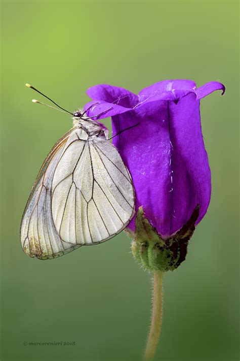 We did not find results for: Aporia crataegi | JuzaPhoto