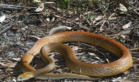 Coastal Taipan Facts And Pictures Reptile Fact