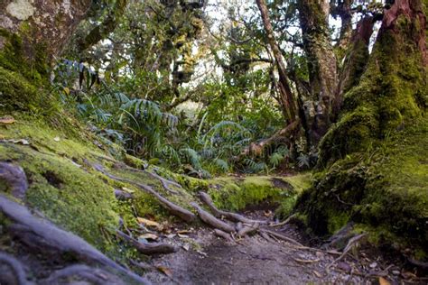 Lush New Zealand Rainforest Stock Photo Image Of Magical Nature