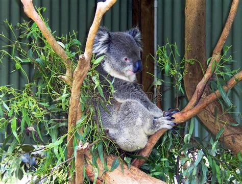 Koala Bear Phascolarctos Cinereus Australia Stock Image Image Of