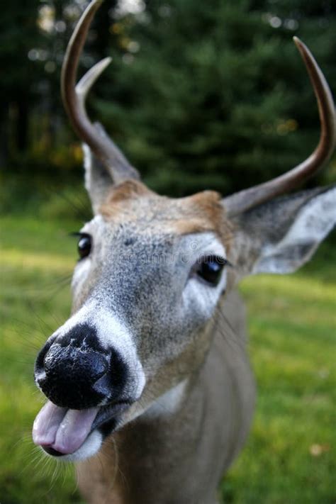 Funny Deer Face Stock Image Image Of Alert Climate Reindeer 606745
