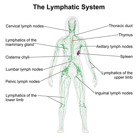 Lymph Node Diagrams Diagrams