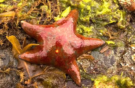 Leather Star Description Habitat Image Diet And Interesting Facts