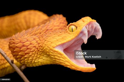 The Fangs Of A Venomous Bush Viper Snake Stock Photo Download Image