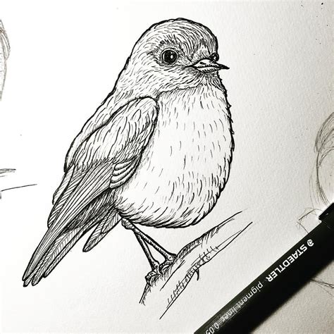 Pen Drawing Of A Robin By Artbyfoxwong Landscape Drawings Bird