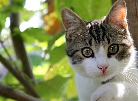 ¿pero por qué habríamos de necesitar uno del gato? Día internacional del gato: científicos confirman que ver ...