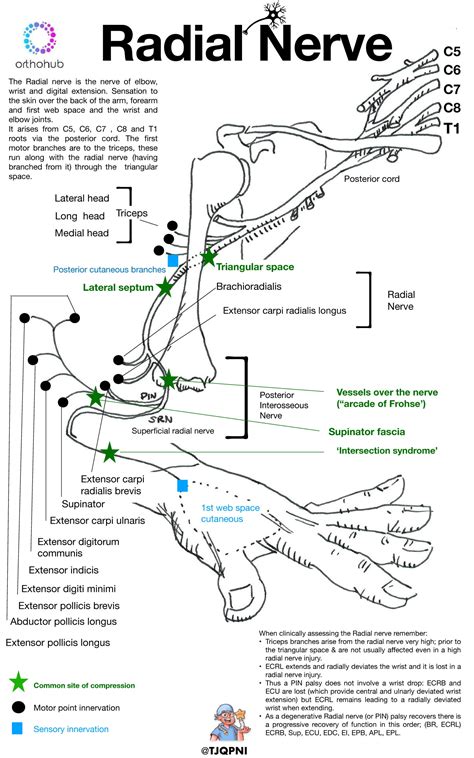Radial Nerve Anatomy And Function The Radial Nerve Grepmed