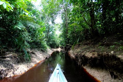 Ekosistem Rawa Gambut dan Air Tawar - Gurugeografi.id