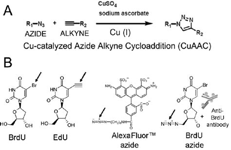 A Generic Schema For Cu Catalyzed Azide Alkyne Cycloaddition Cuaac