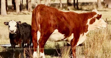 Frequent special offers and discounts up to 70% off for all products! Miniature Cows Make Unexpectedly Excellent Pets