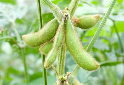 The Benefits Of Growing Soybeans Northstar Genetics Canada