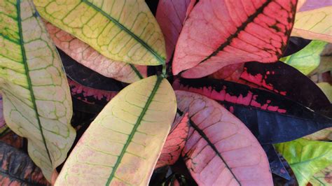 Wallpaper Plants Pink And Green Leaves 2880x1800 Hd Picture Image