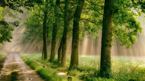 Free Download Hd Wallpaper Green Leafed Trees Forest Road Grass