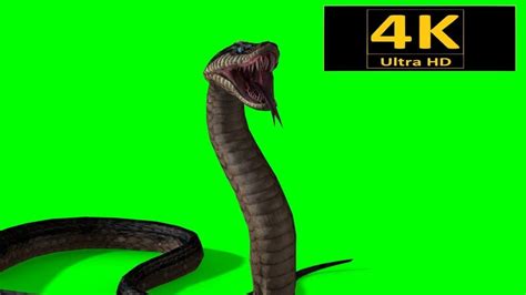 Check spelling or type a new query. free green screen, animals, snake, chroma key, 3d ...