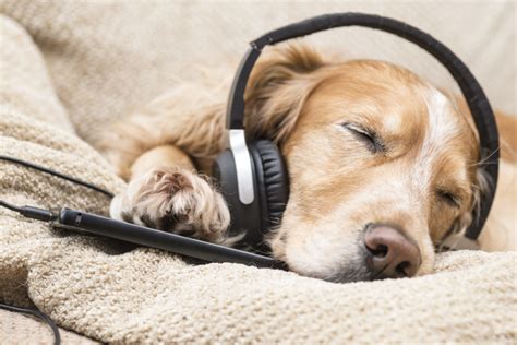 How Does Music Affect My Dog Canna Pet