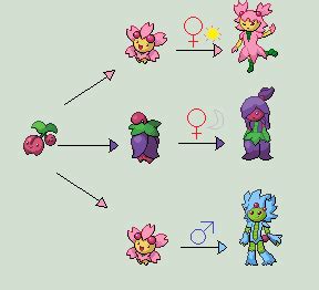 Pokemon omega ruby and alpha sapphire cherubi evolve into cherrim. Cherrim Evolutions by SonicsShadowisSilver on DeviantArt