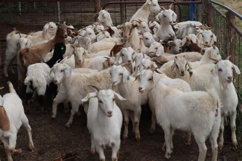 Lot 855 65 Goats Mixed Sex Auctionsplus
